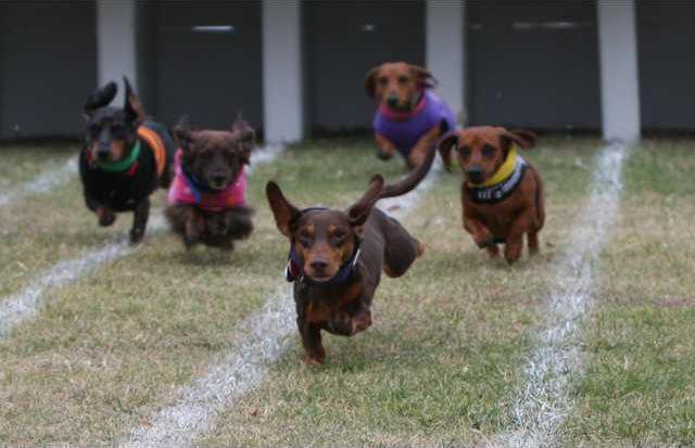 Wiener Dog Races